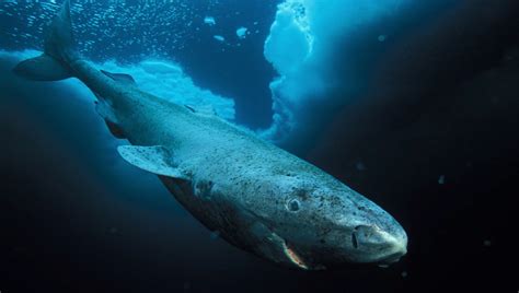 그린란드 상어 수명
